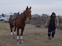 Cheval, Karabakh horse — photo 2
