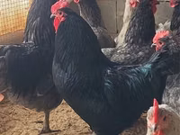 एडलर सिल्वर — फ़ोटो 5