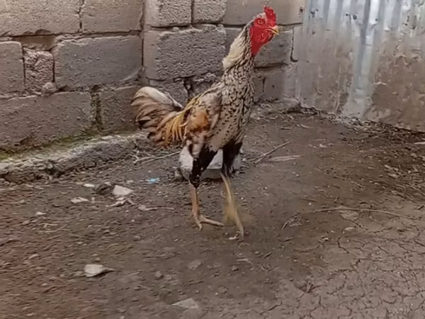 Chickens — அசர்பைஜான்