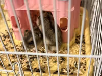 Hamster qefesi ve apilkasi ile bir yerde verirem 1 eded erkek 2 eded — புகைப்படம் 4