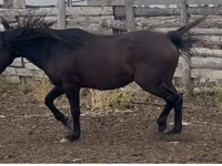 Cheval, Kushum Horse — photo 1