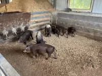 Reprodutor — foto 2