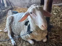 Qoç, Awassi sheep — foto 1