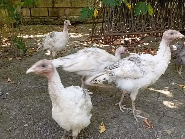 Turkeys — أذربيجان