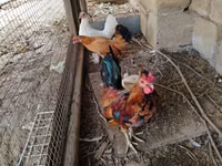 Chickens — 写真 2
