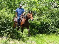 Cavalo, Standardbred — foto 8