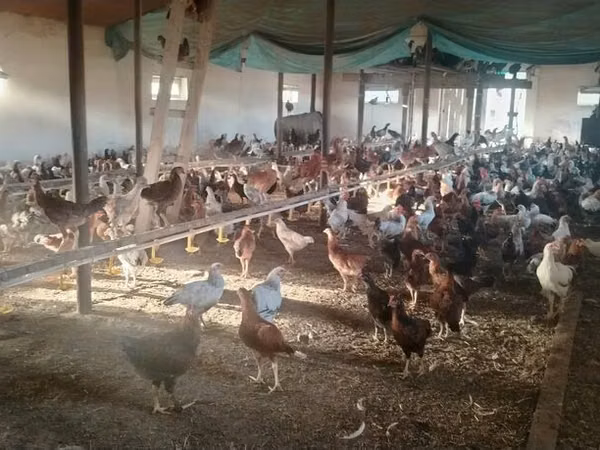 Chickens