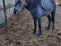 ცხენი, Kazakh horse — ფოტო 1