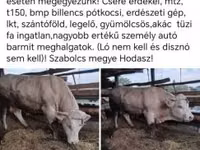 Skot (série, pohlaví neuvedeno), Skot — foto 1