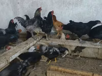 Australorp — foto 4