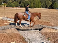 Aygır, Quarter Horse — foto 6