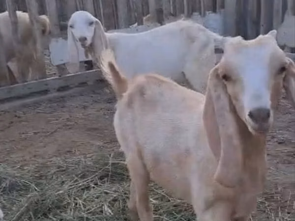 Kozy (partia, płeć nieokreślona), Nubian Goat