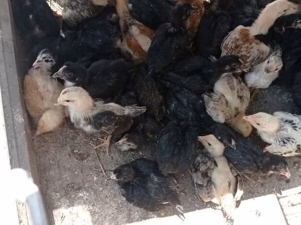 Chickens