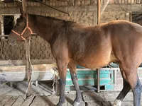 Aygʻir, Manipuri pony — 5-rasm