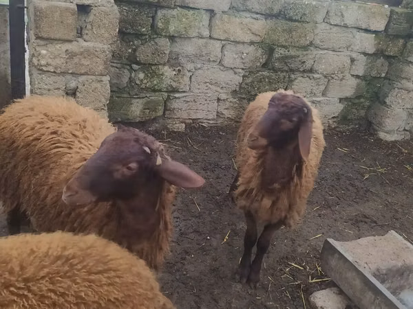 公羊, Blackheaded Persian sheep