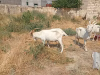 Chèvre, Saanen goat — photo 7