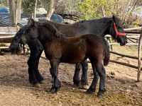 母马, Horses — 照片 5