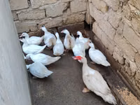 Hausente — Foto 1
