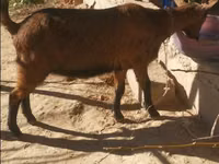 Bode, Alpine goat — foto 1
