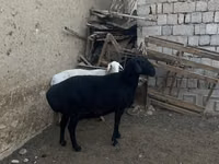 Ovce (šarže, pohlaví neuvedeno), Ovce — foto 2