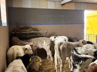 Bull, Cattle — photo 2