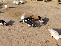 أمريكان بكين — الصورة 2