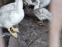 Ducks — 2-rasm