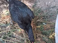 Chickens — foto 4
