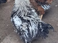 Chickens — foto 1