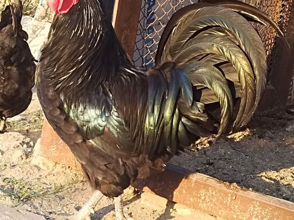 Chickens — Azerbaijão