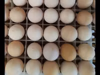 Australorp — zdjęcie 5
