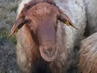 ஆண் ஆடு, Blackheaded Persian sheep — புகைப்படம் 1