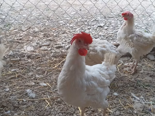 Chickens