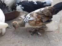 Bantam japonesa — foto 6