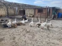 Geese — foto 1