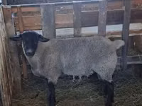 Qoʻchqor, White Suffolk sheep — 1-rasm