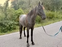 Cavalo, Brandenburger — foto 3
