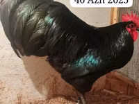 Australorp — Foto 1