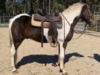 Kůň, American paint horse — foto 3