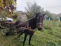 Madyan, Atlar — foto 2