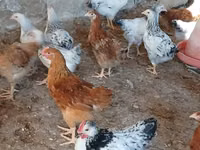 Chickens — foto 3