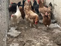 Chickens — zdjęcie 3