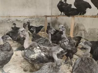 Chickens — zdjęcie 1