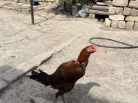 Chickens — الصورة 3