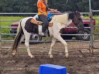 घोड़ा, American paint horse — फ़ोटो 3