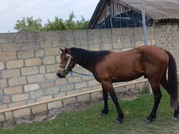 Cheval, Azerbaijan horse