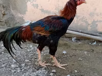 Chickens — zdjęcie 3