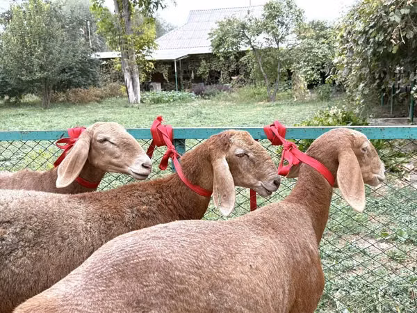 Қой, Arashan sheep