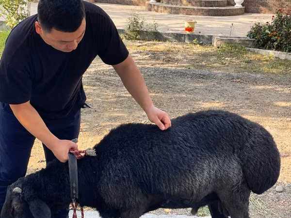 Qoç, Arashan sheep