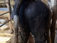 Bulle, Russian Black pied cattle — Foto 5